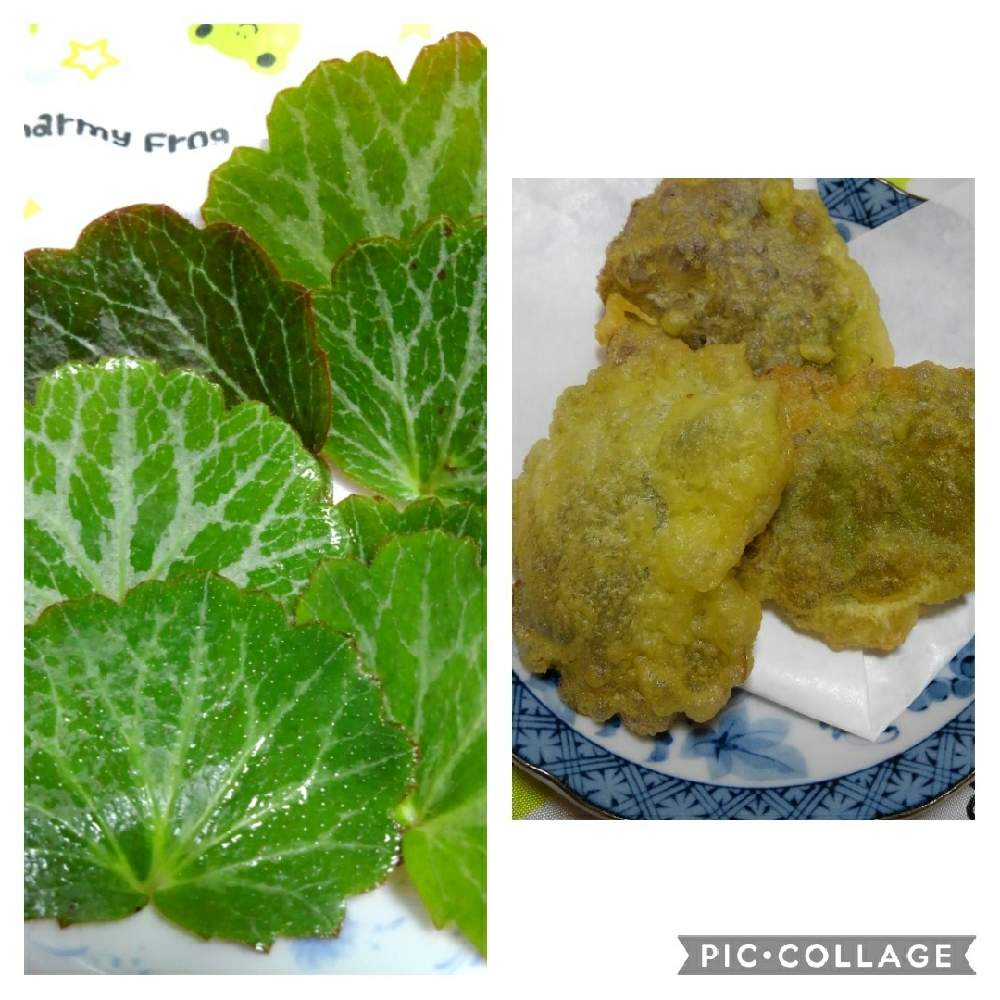 ユキノシタの投稿画像 By たぬ さん 21月5月17日 Greensnap グリーンスナップ