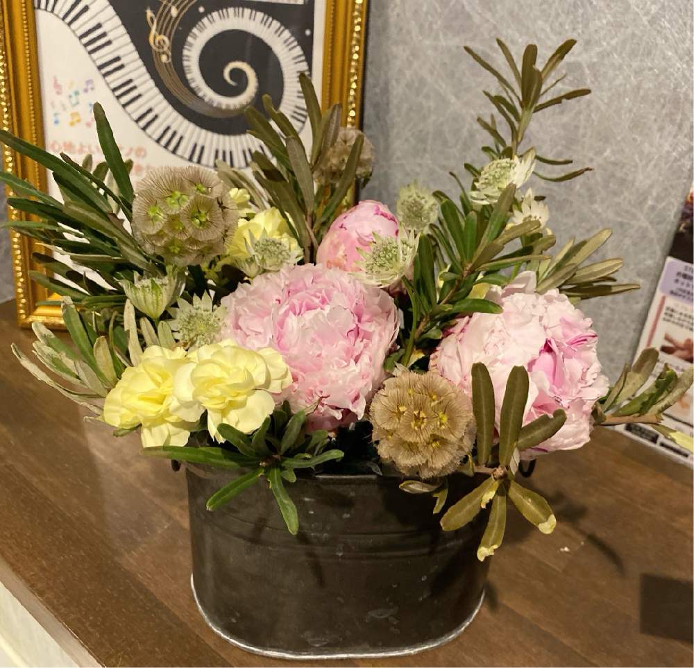 カーネーションの投稿画像 By Kaoriさん シャクヤクとスカビオサ ステルンクーゲルとお出かけ先とピンクの花と花のある生活と黄色い花 と綺麗と癒されるとかわいいと緑のある生活とピンクの花と花のある生活と黄色い花と綺麗と癒されるとかわいいと緑のある生活 21月5