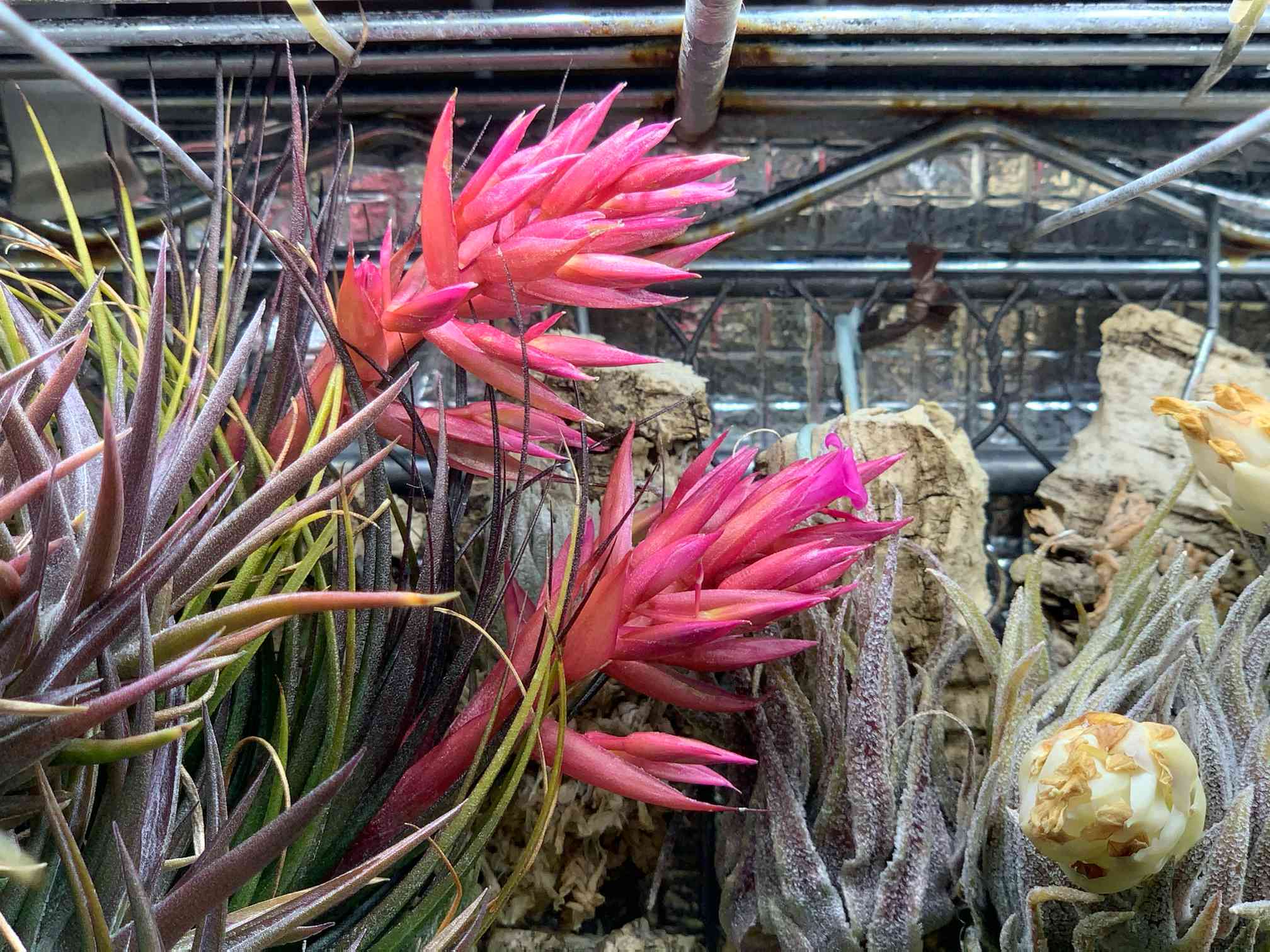 ブラジル赤花の一覧｜🍀GreenSnap（グリーンスナップ）