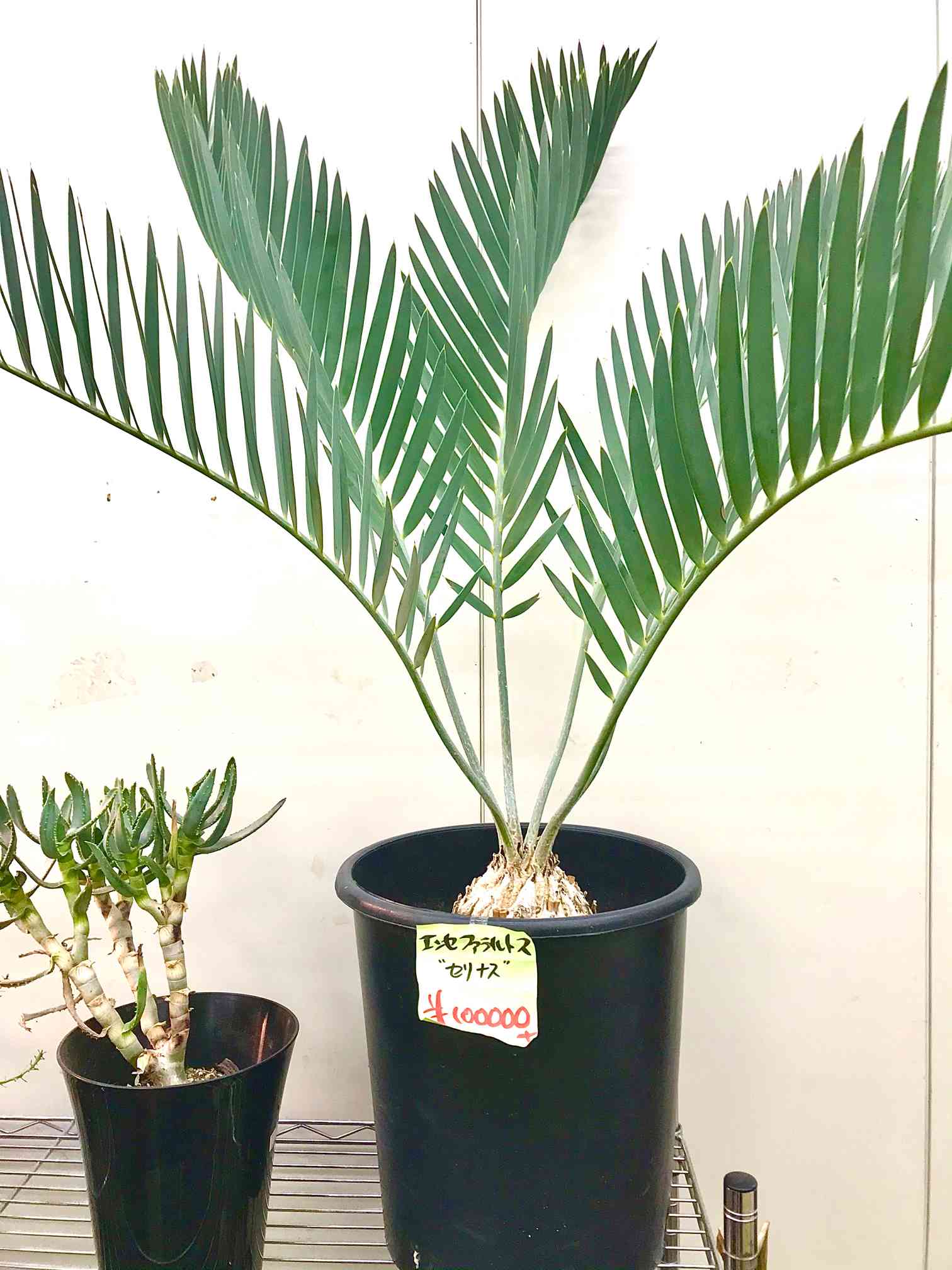 エンセファラルトス セリナスの一覧|🍀GreenSnap(グリーン エンセファラルトス セリナスの一覧|🍀GreenSnap(グリーン