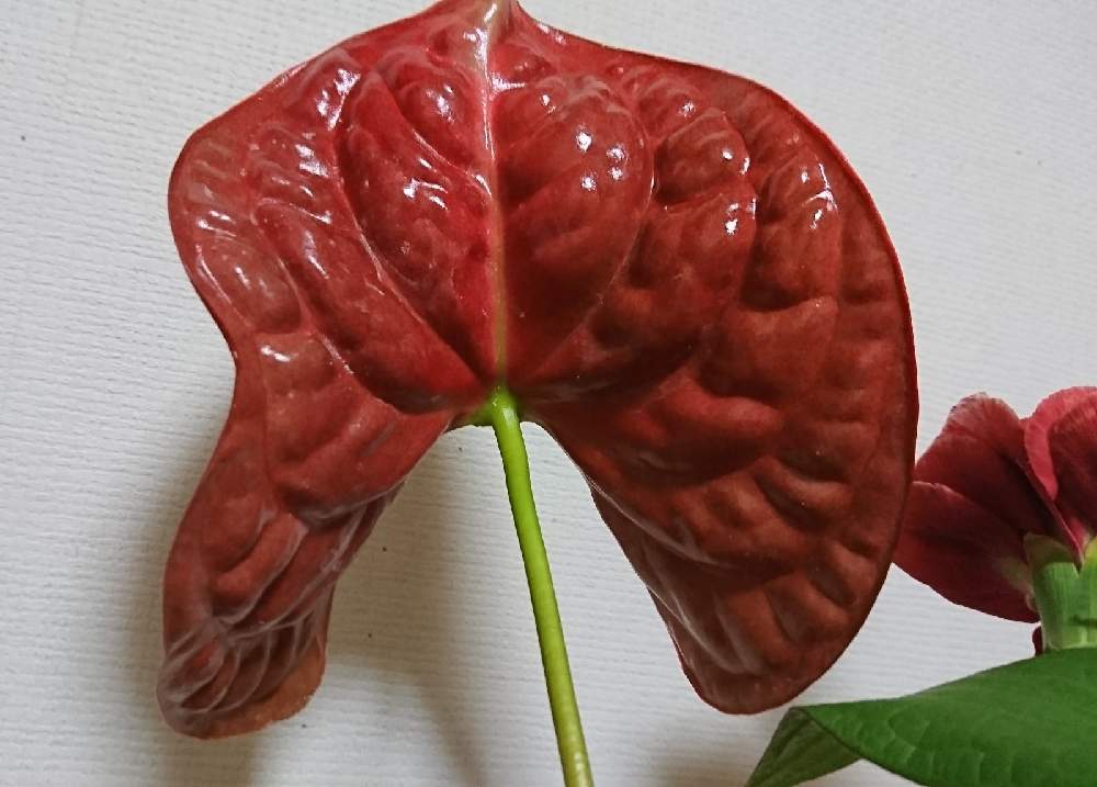 アンスリウムの投稿画像 By さいたまつぼみさん 赤い花と埼玉県と埼玉万歳とunaji 21月5月18日 Greensnap グリーンスナップ