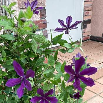 クレマチス アフロディーテエレガフミナの投稿画像一覧 Greensnap グリーンスナップ