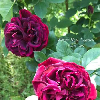 深紅の薔薇の投稿画像一覧 Greensnap グリーンスナップ