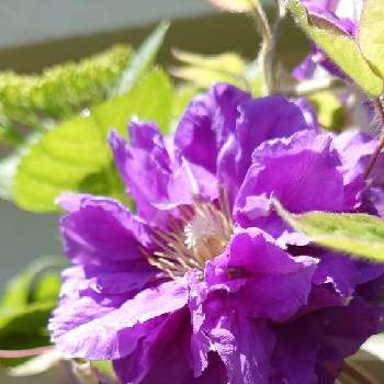 紫陽花の蕾、の画像 by *naomi*さん | フェンスとクレマチス  キリ・テ・カナワと青い春の花マニアと紫陽花の蕾、とクレマチス♬とコロナに負けるな！とありがとう医療従事者の方々と花のある暮らしと青い花マニアとチーム・ブルーNo.094とチーム・ブルーと頑張ろう日本❣️