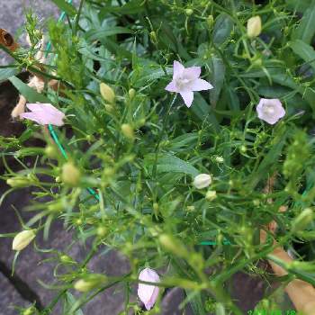 カンパニュラ 涼姫の投稿画像一覧 Greensnap グリーンスナップ