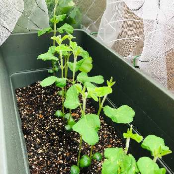 枝豆の成長の投稿画像一覧 Greensnap グリーンスナップ