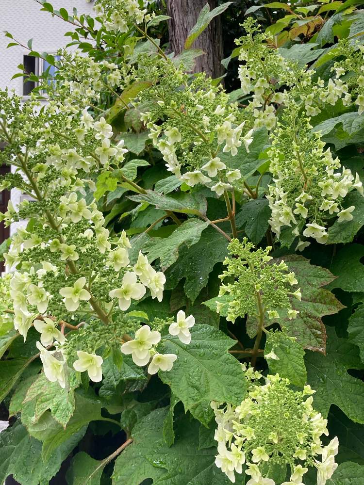 カシワバアジサイの投稿画像 By Manabeさん カシワバアジサイ スノーフレークと柏葉紫陽花 カシワバアジサイ と落葉低木とアジサイ科と白い小さな花とアジサイ属 21月5月18日 Greensnap グリーンスナップ