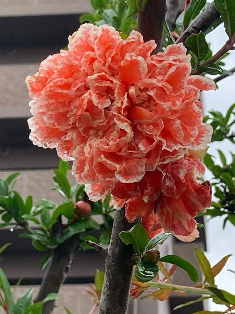 ザクロの花の投稿画像 By Manabeさん オレンジ色の花とミソハギ科とザクロ属 21月5月18日 Greensnap グリーンスナップ