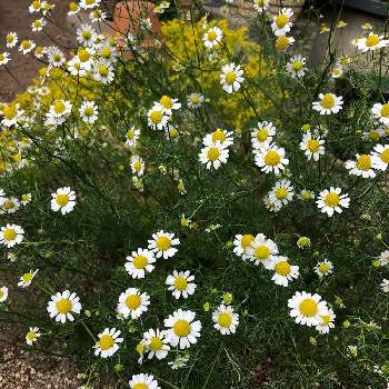 ピーターラビットの投稿画像一覧 Greensnap グリーンスナップ