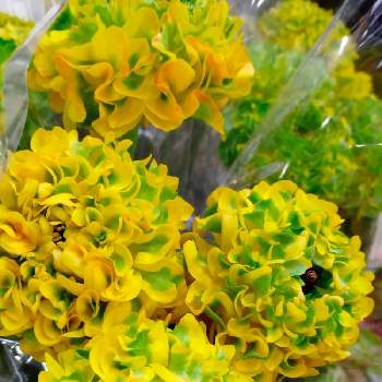 ポンポンの投稿画像一覧 Greensnap グリーンスナップ