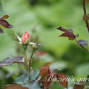 バラ ジュリアの投稿画像一覧 Greensnap グリーンスナップ