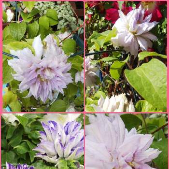 クレマチス八重の投稿画像一覧 Greensnap グリーンスナップ