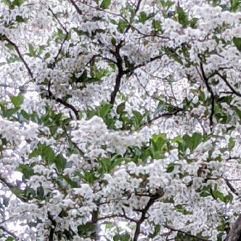 エゴノキ✽の画像 by 秋草さん | 広い庭とエゴノキと白い花と純白マニアと白・しろ・ホワイトとエゴノキ✽