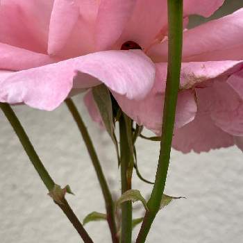 雨宿りの画像 by タマラさん | 小さな庭とバラとてんとう虫と雨宿りとピンクと花のある暮らしとバラ・ミニバラ