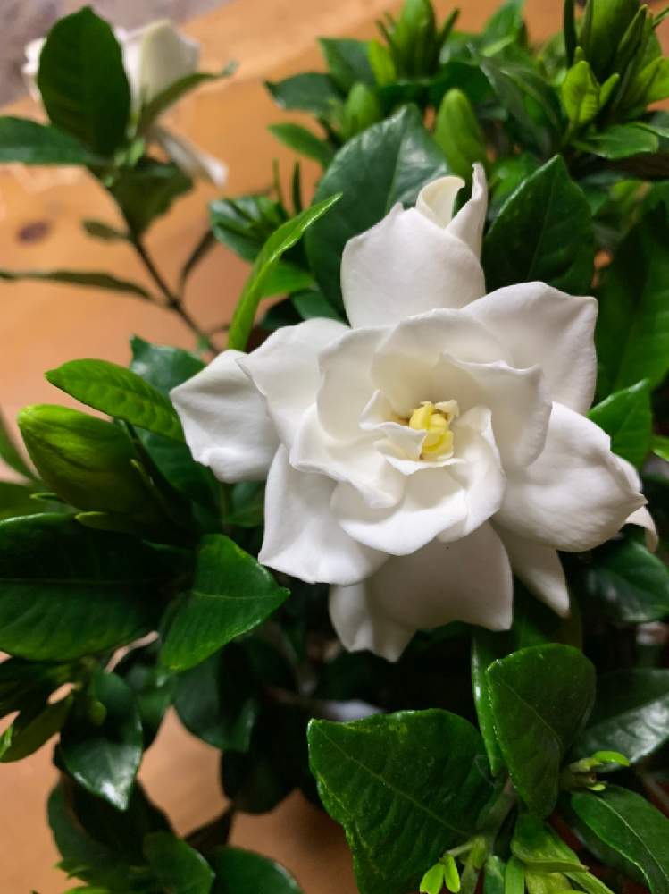 クチナシの投稿画像 By 畔道烏さん 白い花 と嬉しいと心 ほっこりと華やかと花のある暮らしと清楚な花 21月5月 18日 Greensnap グリーンスナップ