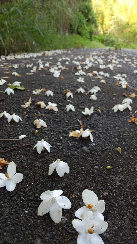 の画像 by お伽草詩さん | エゴノキの花と梅雨入りと花模様の散歩道と風通しの良い場所と半日陰と開けた場所と若葉の頃と白い花とお散歩と自然の贈り物と落ち花