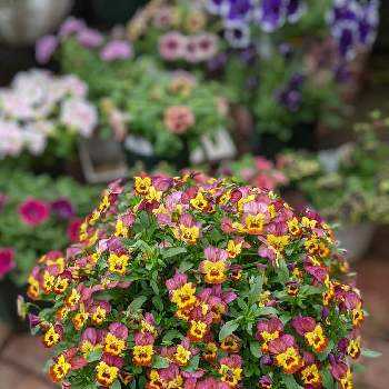 ビオラ プレミアムビオラ ディージェイの投稿画像一覧 Greensnap グリーンスナップ