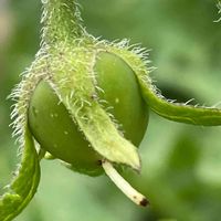 ジャガイモ,花壇,ガーデニング,自家製野菜,ナス科の画像