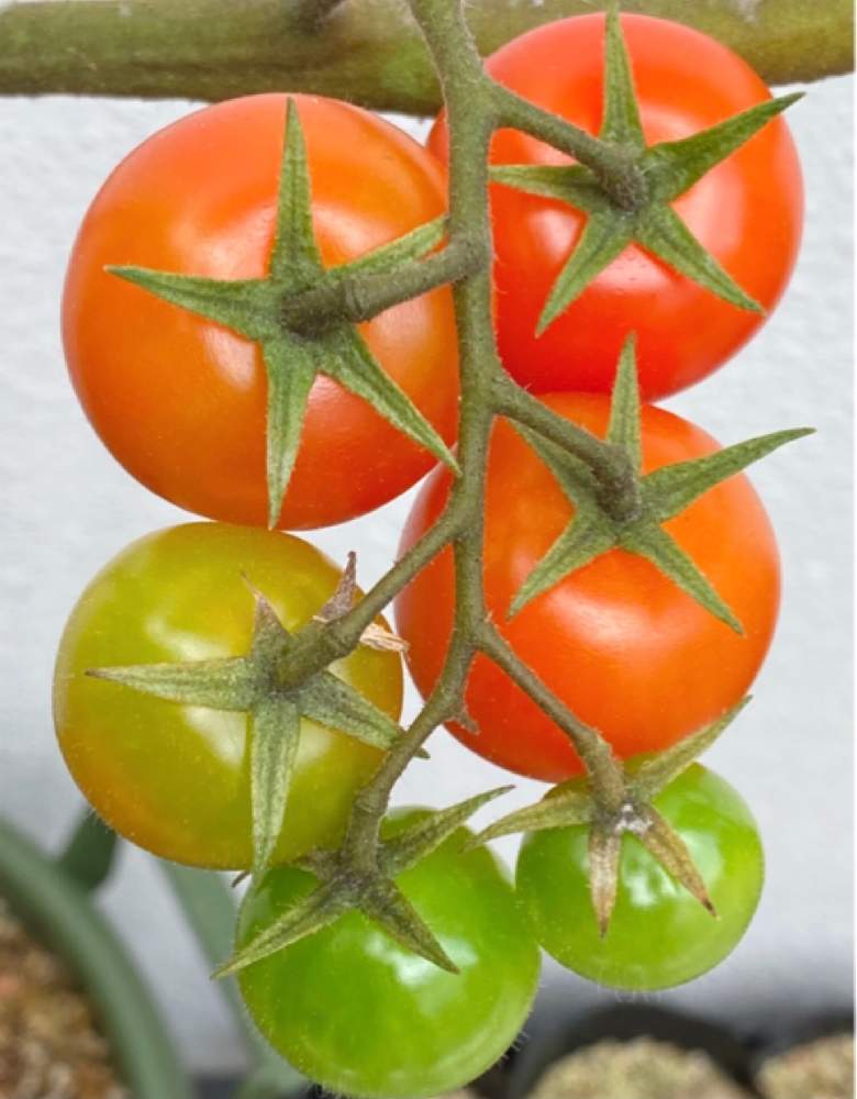 市販品トマトからの実生 Greensnap グリーンスナップ