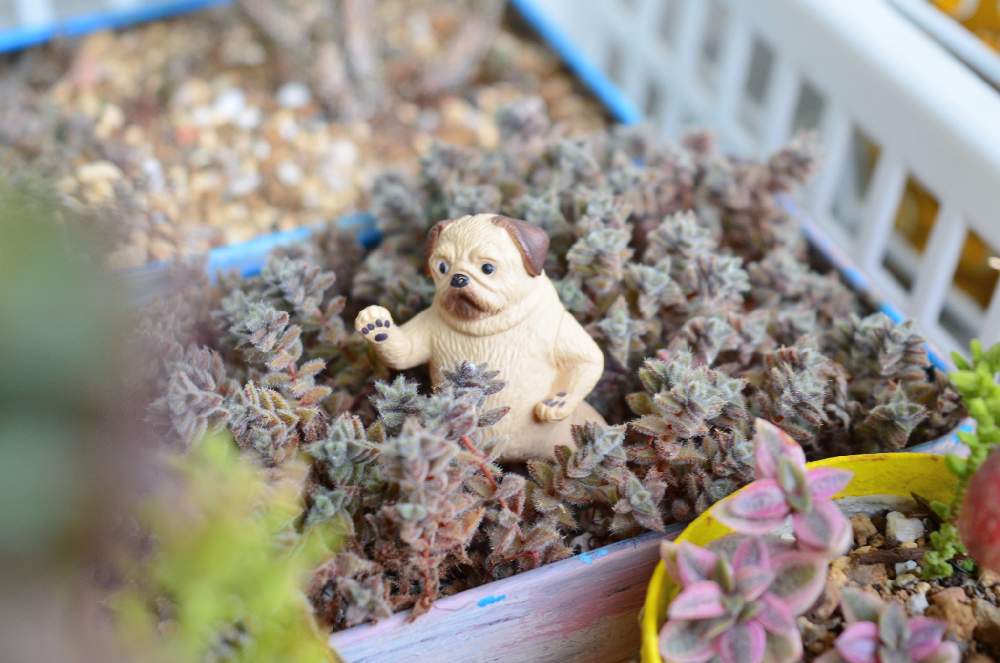 エルネスティの投稿画像 By しろさん 多肉植物とクラッスラ属とクラッスラが好き過ぎるとおもちゃと緑とおきにいりと小さい かわいいとかわいいな とおおきくなあれとおもちゃと多肉と現実逃避 21月5月18日 Greensnap グリーンスナップ