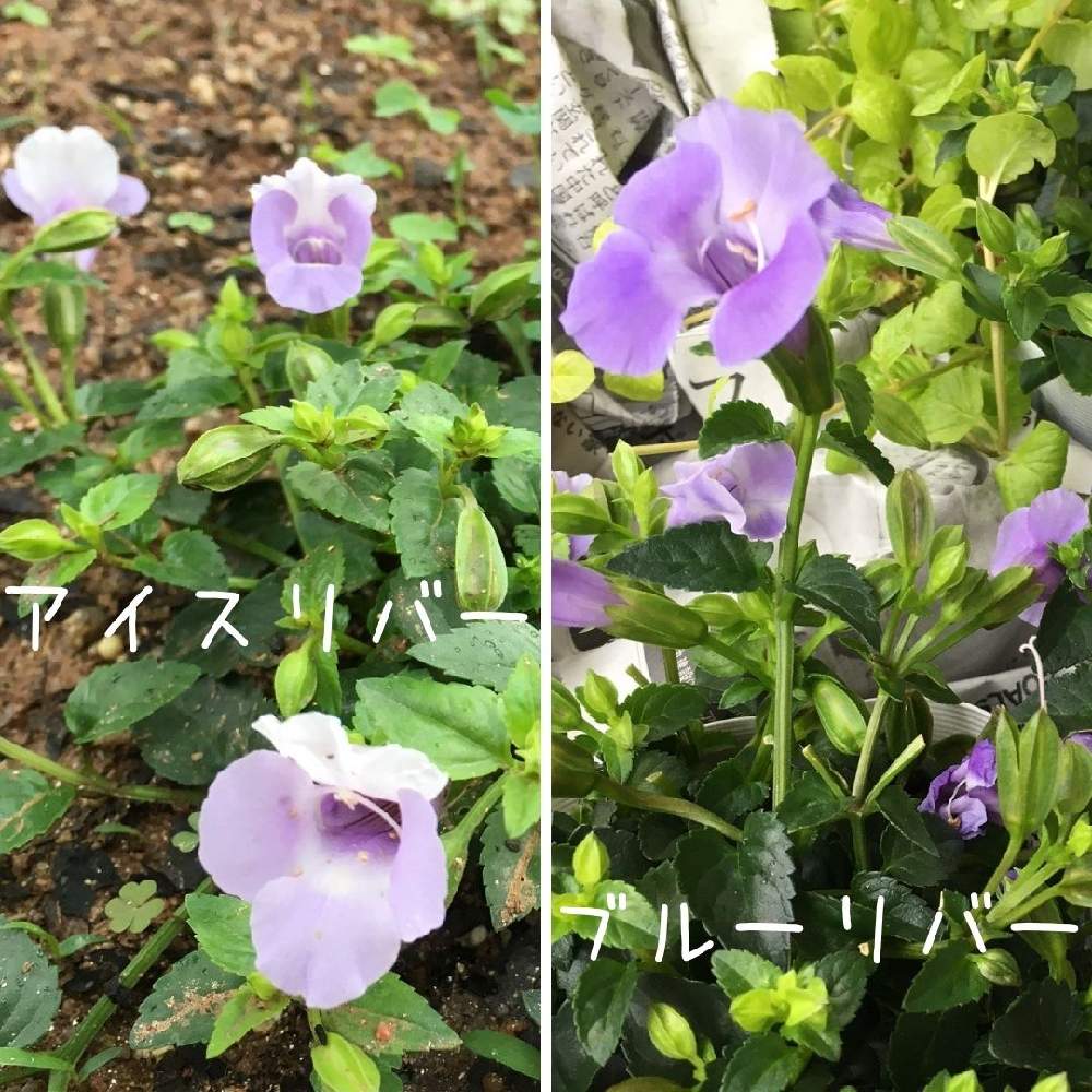 スーパートレニアカタリーナ アイスリバーの投稿画像 By Sakuraさん スーパートレニアカタリーナ ブルーリバーとpwとスーパートレニア カタリナ アイスリバーとpw育てたとpwアンバサダーと スーパートレニアカタリーナ ブルーリバーとpwとスーパートレニア カタリナ