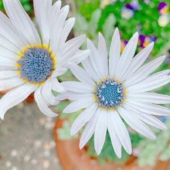 アークトチス グランディスの投稿画像一覧 Greensnap グリーンスナップ