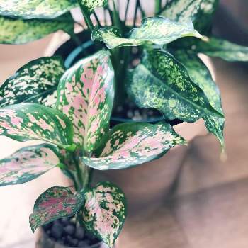 観葉植物 アグラオネマ 花言葉