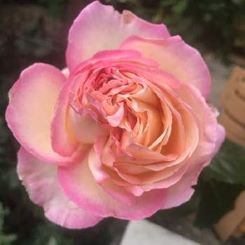 バラ　オーブの画像 by ちゃいこさん | つるバラと小さな小さな庭とばら バラ 薔薇とバラ　オーブ