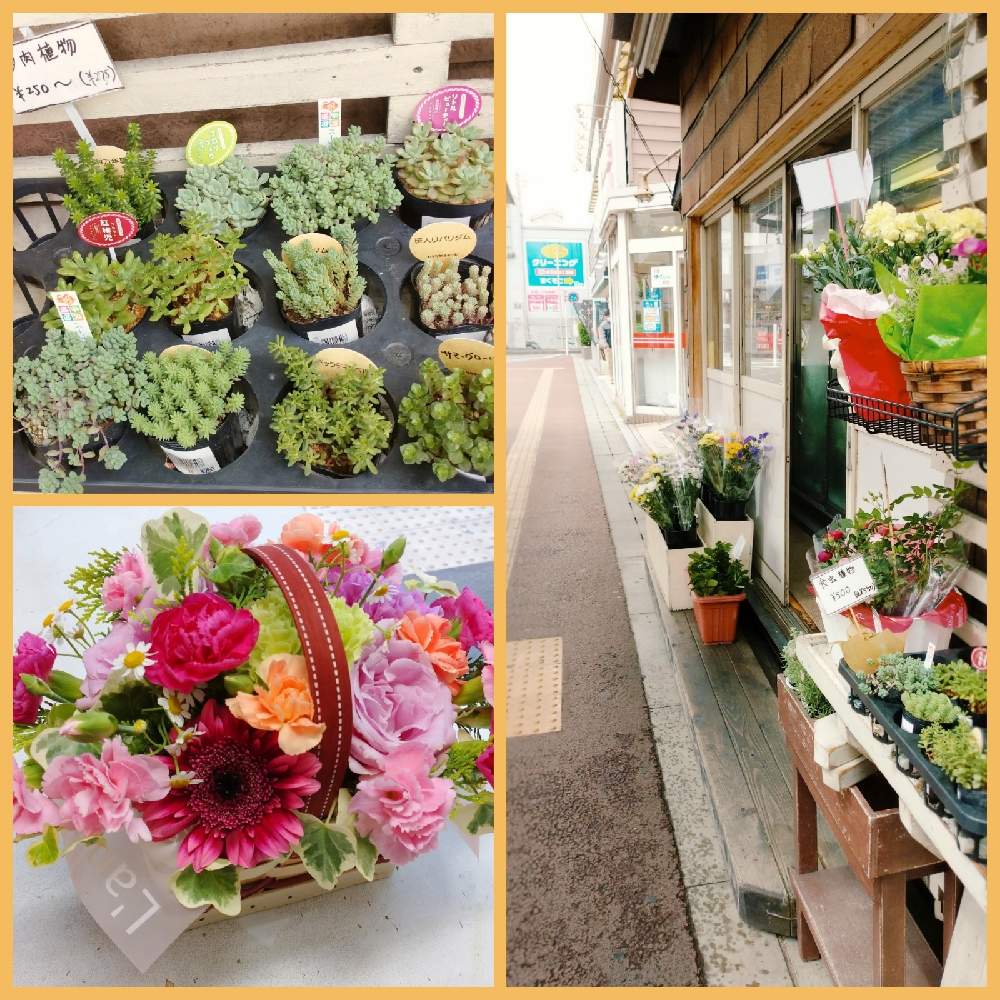 セダム属の投稿画像 By はなのみせ花紋さん 多肉植物と八千代市と千葉県と入荷情報 と花屋の嫁と八千代市勝田台と生花店とタニラーと花屋 とフラワーアレンジメントと千葉タニラーとはなのみせ花紋と勝田台駅とお出かけ先とセダム属と多肉植物と