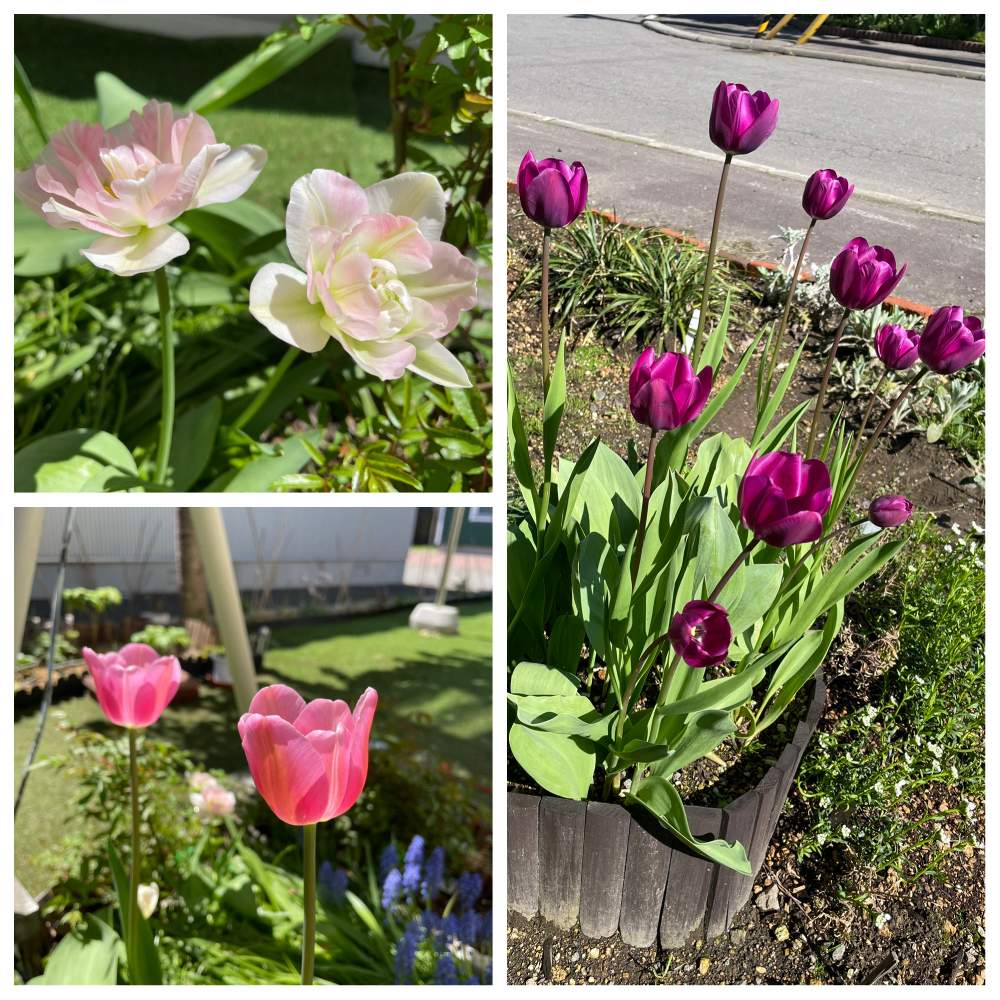 チューリップ ネグリタの投稿画像 By Ponさん チューリップ アンジェリケと小さな庭 21月5月18日 Greensnap グリーンスナップ Greensnap グリーンスナップ