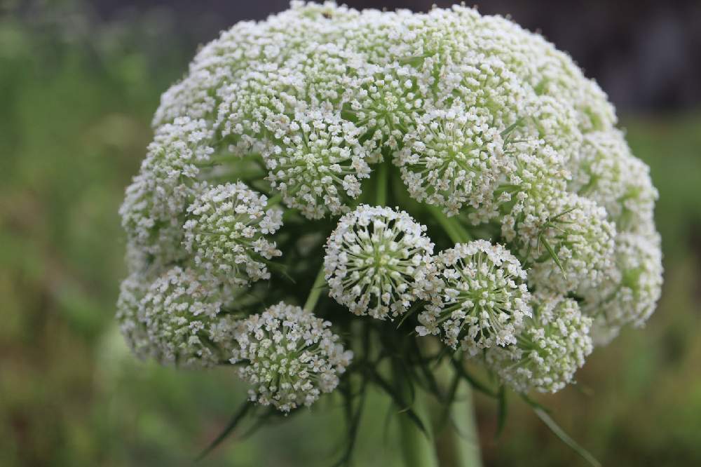 ニンジンの花の投稿画像 By あいさん 散歩道と白い花と散歩道と白い花 21月5月18日 Greensnap グリーンスナップ Greensnap グリーンスナップ