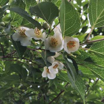 シャラの木 夏椿の投稿画像一覧 Greensnap グリーンスナップ