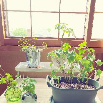 阿寒湖お土産マリモの投稿画像一覧 Greensnap グリーンスナップ