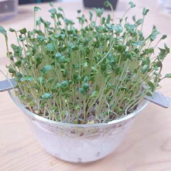 種 スプラウトの投稿画像一覧 Greensnap グリーンスナップ