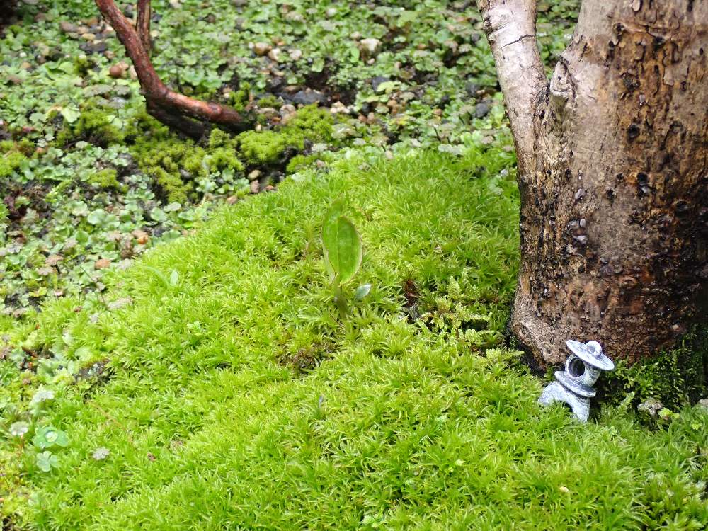 ウチの苔庭のご紹介 Greensnap グリーンスナップ