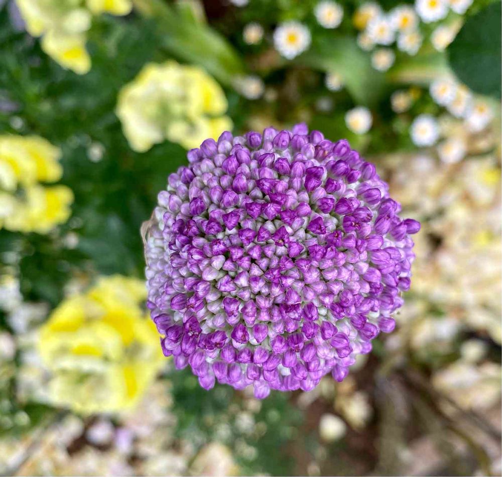 ピノ太郎さんの港の見える丘公園への投稿