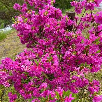 オオムラサキツツジの投稿画像一覧 Greensnap グリーンスナップ