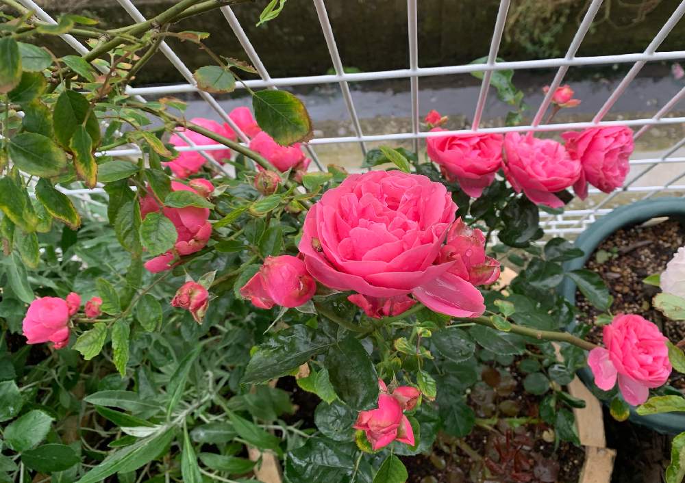 レオナルドダヴィンチの投稿画像 By Ba Baraさん つるバラと四季咲きと濃いピンクのバラと満開のバラ 21月5月18日 Greensnap グリーンスナップ
