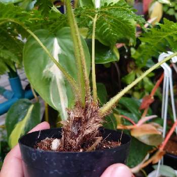 ヘゴの育て方 育てる場所や水やりの頻度は Greensnap グリーンスナップ