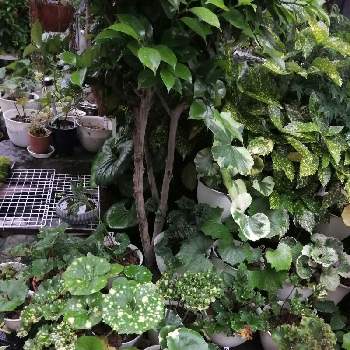ツワブキの世界の画像 by メルモパパ2さん | 小さな庭とシェードガーデンとシェードガーデン♡とおうち園芸とツワブキの世界とツワブキまみれ