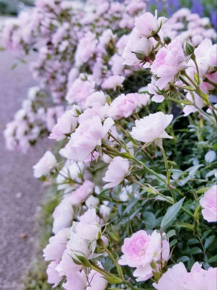 エリィさんの港の見える丘公園への投稿