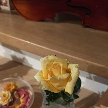 バラ マルコ ポーロの画像 by 3000さん | 部屋とバラ マルコ ポーロと切花とばら バラ 薔薇と自慢のバラ_2021