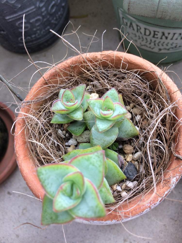 星の王子さまの投稿画像 By こころオレンジさん ひやみかち首里城 とおうち園芸と多肉女子とベランダー 21月5月18日 Greensnap グリーンスナップ