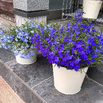 ロベリアダークオーシャンの投稿画像一覧 Greensnap グリーンスナップ