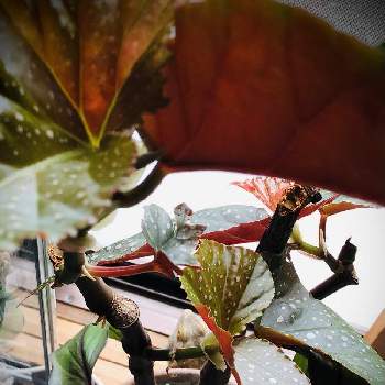 フトアゴヒゲトカゲの画像 by ニコちゃんさん | 窓辺と木立ベゴニアとアゴちゃんとフトアゴヒゲトカゲと埼玉とベコニア！とおうち園芸