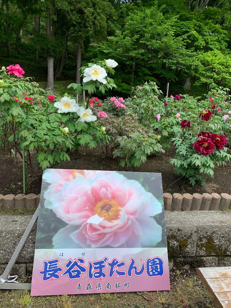 長谷 ぼたん園 Greensnap グリーンスナップ