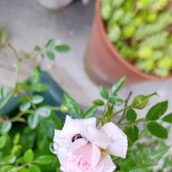 シンデレラの投稿画像一覧 Greensnap グリーンスナップ