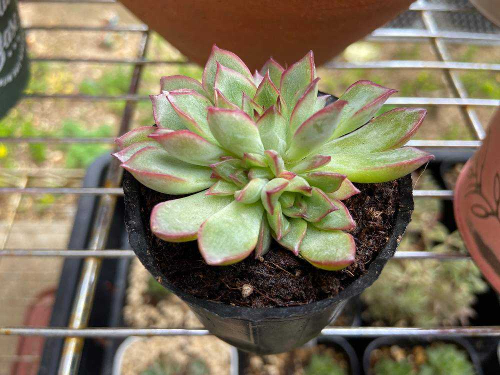 マクドガリー× ヒューミリス 多肉植物 マクドガリー× ヒューミリス 多肉植物 file.jpg