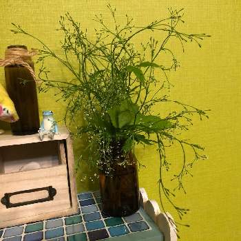 空き瓶の画像 by まゆぽよさん | ミツバと野生の花と野草・雑草だって可愛いと花瓶と花瓶入れただけと空き瓶