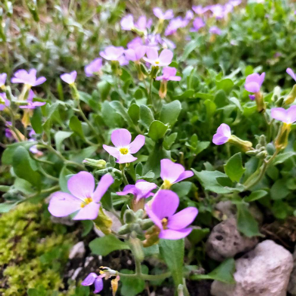 北海道の投稿画像 By たかちゃんさん 札幌とムラサキナズナと小さな庭と北海道と札幌 21月5月18日 Greensnap グリーンスナップ Greensnap グリーンスナップ